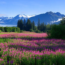 Load image into Gallery viewer, Fireweed Flower Seeds