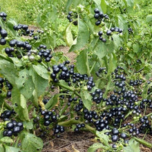 Load image into Gallery viewer, Organic Garden Huckleberry Plant Seeds