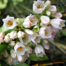 Load image into Gallery viewer, Organic Big Huckleberry Plant Seeds