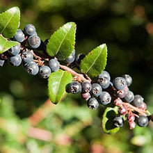 Load image into Gallery viewer, Organic Garden Huckleberry Plant Seeds