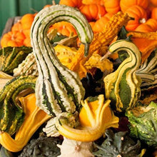 Load image into Gallery viewer, Organic Gooseneck Gourd Plant Seeds