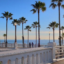 Load image into Gallery viewer, Mexican Fan Palm Tree Seeds