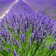Load image into Gallery viewer, English Lavender Ornamental Groundcover Plant Seeds