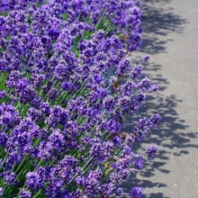 Load image into Gallery viewer, English Lavender Ornamental Groundcover Plant Seeds