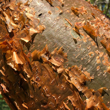 Load image into Gallery viewer, Gumbo Limbo Tree Seeds