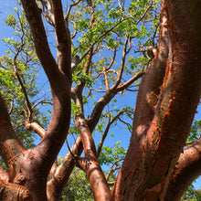 Load image into Gallery viewer, Gumbo Limbo Tree Seeds