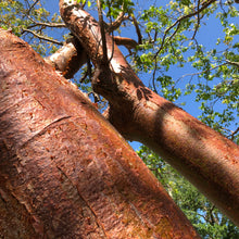 Load image into Gallery viewer, Gumbo Limbo Tree Seeds
