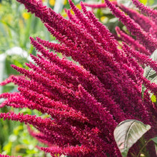 Load image into Gallery viewer, Amaranth "Love Lies Bleeding" Plant Seeds