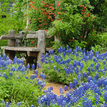 Load image into Gallery viewer, Texas Bluebonnet Flower Seeds