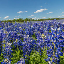 Load image into Gallery viewer, Texas Bluebonnet Flower Seeds