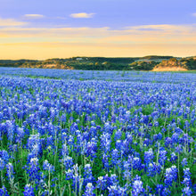 Load image into Gallery viewer, Texas Bluebonnet Flower Seeds