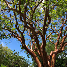 Load image into Gallery viewer, Gumbo Limbo Tree Seeds