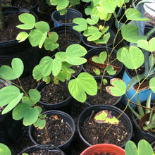 Load image into Gallery viewer, Hong Kong Orchid Tree Seeds