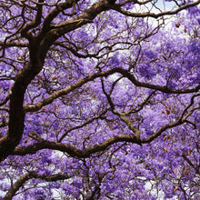 Load image into Gallery viewer, Jacaranda Tree Seeds