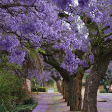 Load image into Gallery viewer, Jacaranda Tree Seeds