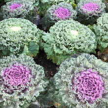 Load image into Gallery viewer, Ornamental Cabbage Plant Seeds