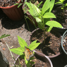 Load image into Gallery viewer, Tropical Milkweed Plant Seeds