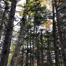 Load image into Gallery viewer, Red Spruce Tree Seeds