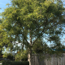 Load image into Gallery viewer, Moringa Drumstick Tree Seeds