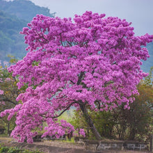 Load image into Gallery viewer, Pink Trumpet Tabebuia Tree Seeds