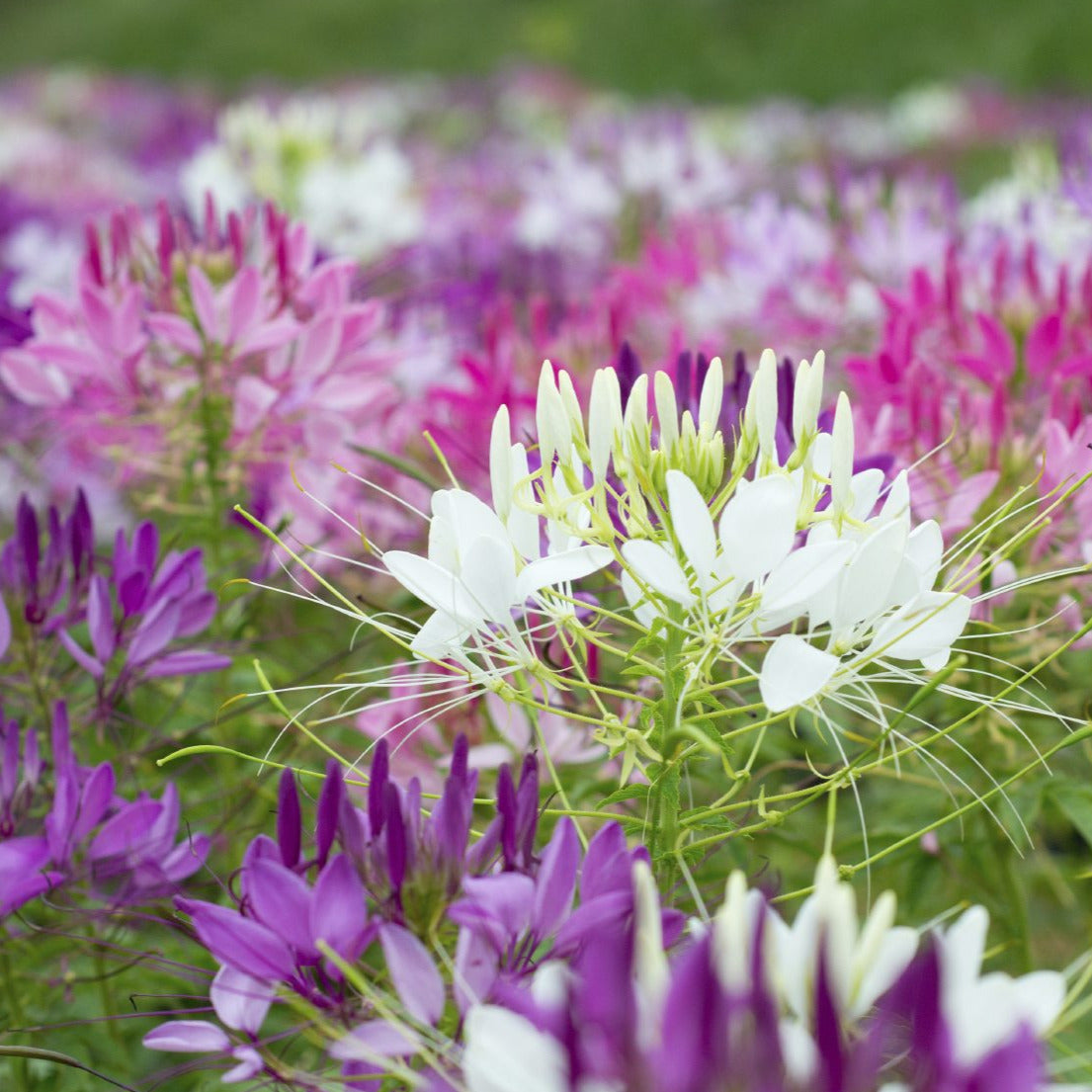 spider flower seeds for sale Cleome Spider Flower Seeds – SEEDTOPIA