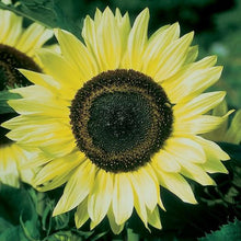 Load image into Gallery viewer, Lemon Queen Sunflower Plant Seeds