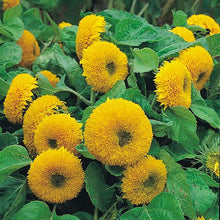 Load image into Gallery viewer, Dwarf Teddy Bear Sunflower Plant Seeds