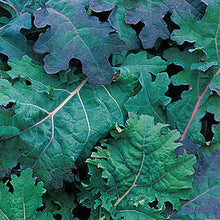 Load image into Gallery viewer, Organic Kale Plant Seeds