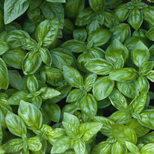 Load image into Gallery viewer, Organic Basil Plant Seeds