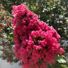 Load image into Gallery viewer, Crepe Myrtle Tree Seeds (Fuchsia)