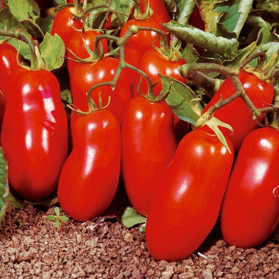 Organic San Marzano Tomato Plant Seeds – SEEDTOPIA
