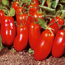 Load image into Gallery viewer, Organic San Marzano Tomato Plant Seeds