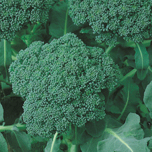 Load image into Gallery viewer, Organic Calabrese Broccoli Plant Seeds
