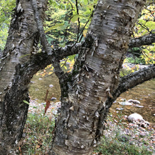 Load image into Gallery viewer, Yellow Birch Tree Seeds