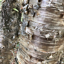 Load image into Gallery viewer, Yellow Birch Tree Seeds