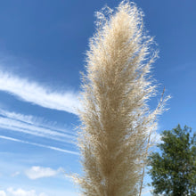 Load image into Gallery viewer, Pampas Ornamental Grass Seeds (White)