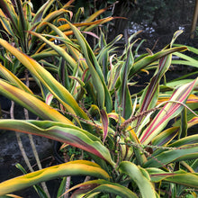 Load image into Gallery viewer, Sherbert Cordyline Ti Plant Seeds