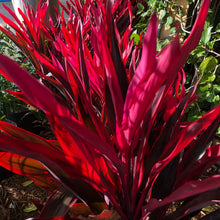 Load image into Gallery viewer, Chili Pepper Cordyline Ti Plant Seeds
