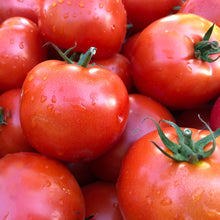 Load image into Gallery viewer, Organic Beefsteak Tomato Plant Seeds