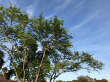 Load image into Gallery viewer, River Tamarind Tree Seeds