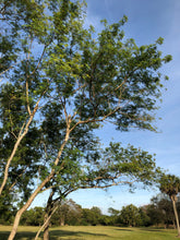 Load image into Gallery viewer, River Tamarind Tree Seeds