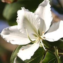 Load image into Gallery viewer, White Orchid Tree Seeds