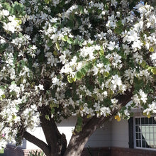 Load image into Gallery viewer, White Orchid Tree Seeds