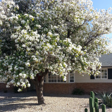 Load image into Gallery viewer, White Orchid Tree Seeds