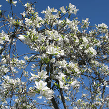 Load image into Gallery viewer, White Orchid Tree Seeds