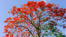Load image into Gallery viewer, Royal Poinciana Tree Seeds