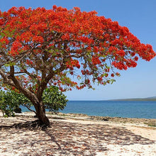 Load image into Gallery viewer, Royal Poinciana Tree Seeds