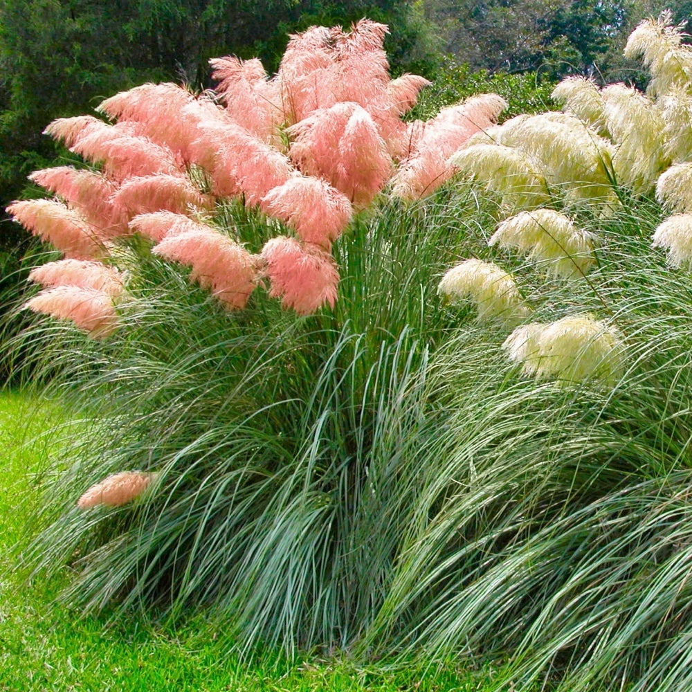 plant pampas grass seeds Pampas Ornamental Grass Seeds (White & Pink Mix)