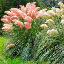 Load image into Gallery viewer, Pampas Ornamental Grass Seeds (White & Pink Mix)