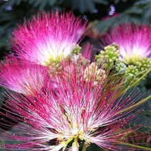 Load image into Gallery viewer, Mimosa Tree Seeds